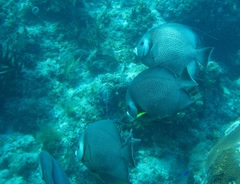 Pomacanthus arcuatus