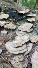 Polyporaceae