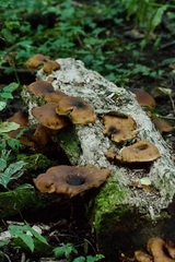 Lentinus brumalis