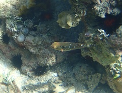 Sparisoma viride