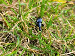 Liparus glabrirostris