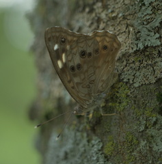 Asterocampa celtis celtis