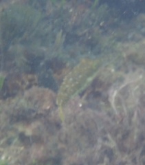 Sphoeroides spengleri