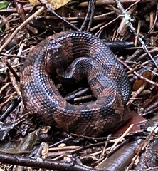 Agkistrodon piscivorus