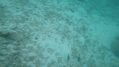 Acanthuridae