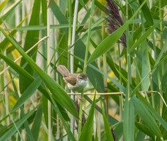 Acrocephalus agricola