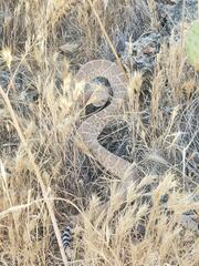 Crotalus ruber