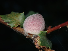 Disholcaspis simulata