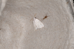 Niphopyralis