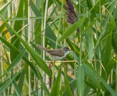 Acrocephalus agricola