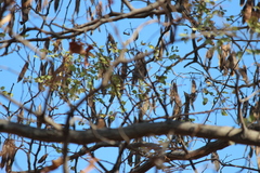 Zosterops anderssoni