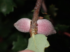 Disholcaspis simulata