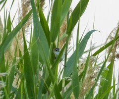 Acrocephalus schoenobaenus