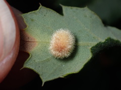 Atrusca trimaculosa