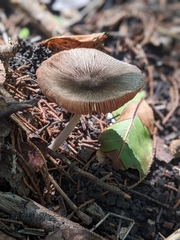 Pluteus