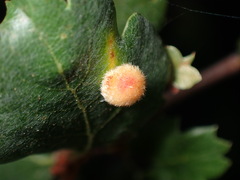 Atrusca trimaculosa