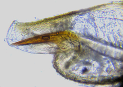 Euura gracilidentata