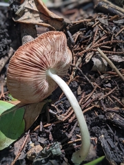 Pluteus