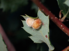 Atrusca trimaculosa