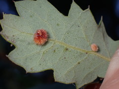 Atrusca trimaculosa