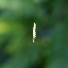 Pericyma cruegeri