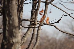 Eurocephalus anguitimens