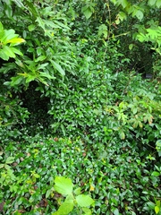 Trachelospermum asiaticum