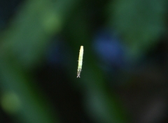 Pericyma cruegeri