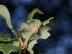 Atrusca trimaculosa