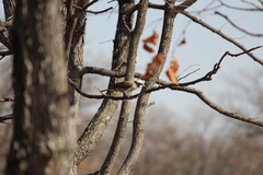 Eurocephalus anguitimens