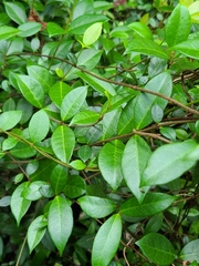 Trachelospermum asiaticum