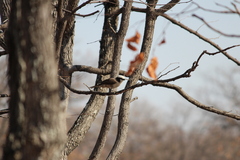 Eurocephalus anguitimens