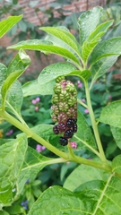 Phytolacca acinosa
