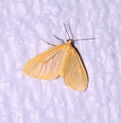 Eubaphe
