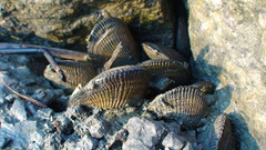 Brachidontes