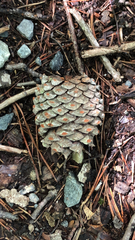 Pinus