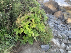 Petasites frigidus palmatus