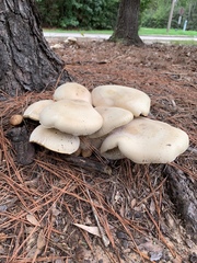 Macrocybe titans