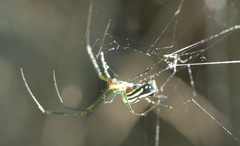 Leucauge argyra