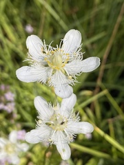 Parnassia cirrata intermedia