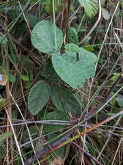 Rhynchosia tomentosa