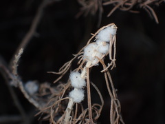 Rhopalomyia floccosa