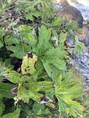 Petasites frigidus palmatus