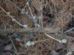 Rhopalomyia floccosa