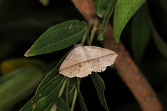 Ugia insuspecta