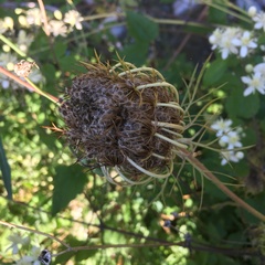 Daucus