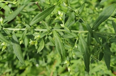 Symphyotrichinae