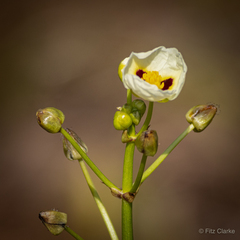 Sagittaria montevidensis