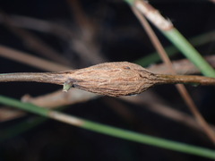 Neolasioptera convolvuli