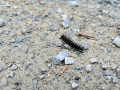 Nymphalidae